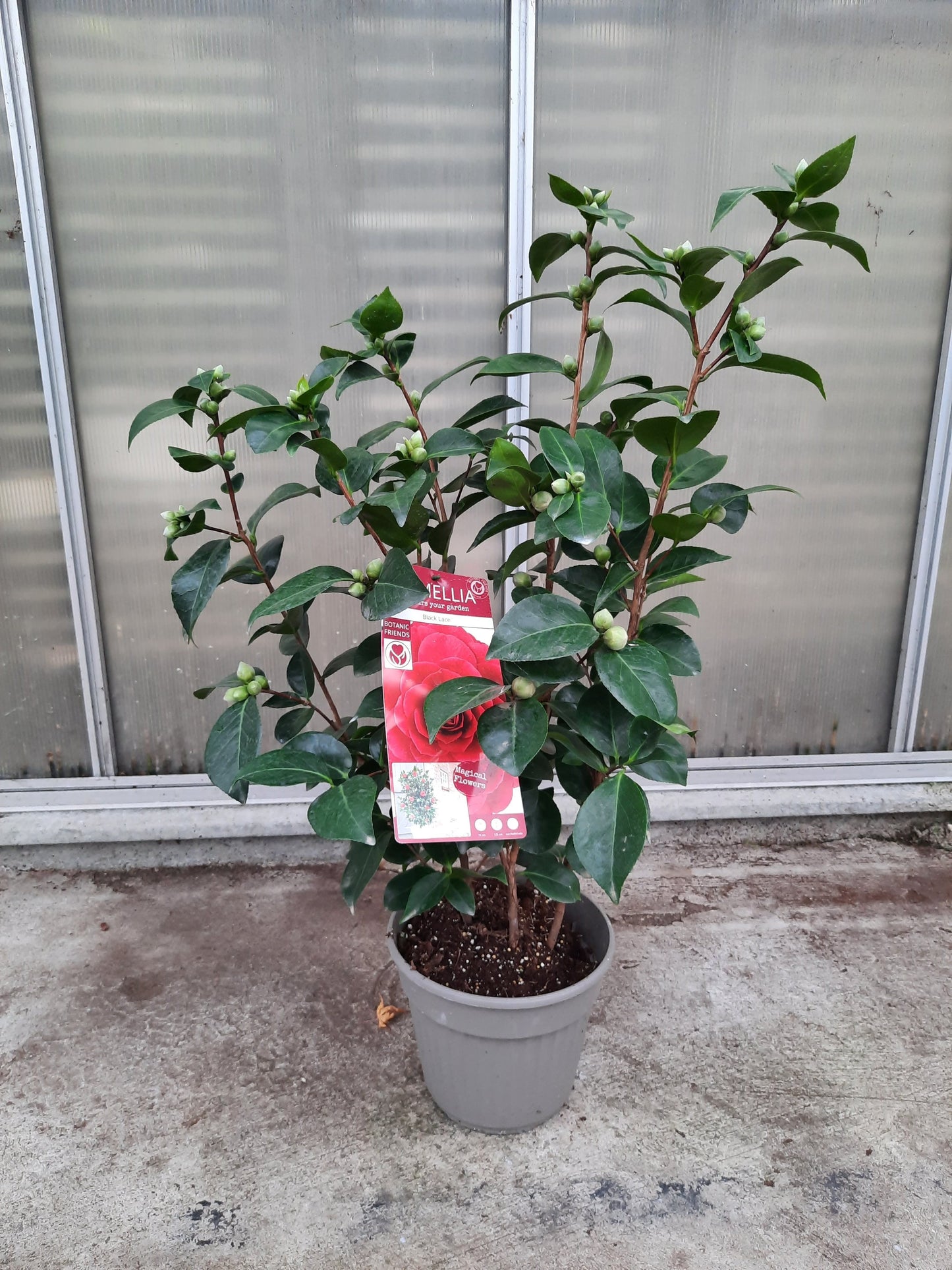 Camellia jap. Black Lace 7ltr-Easy Garden Centre