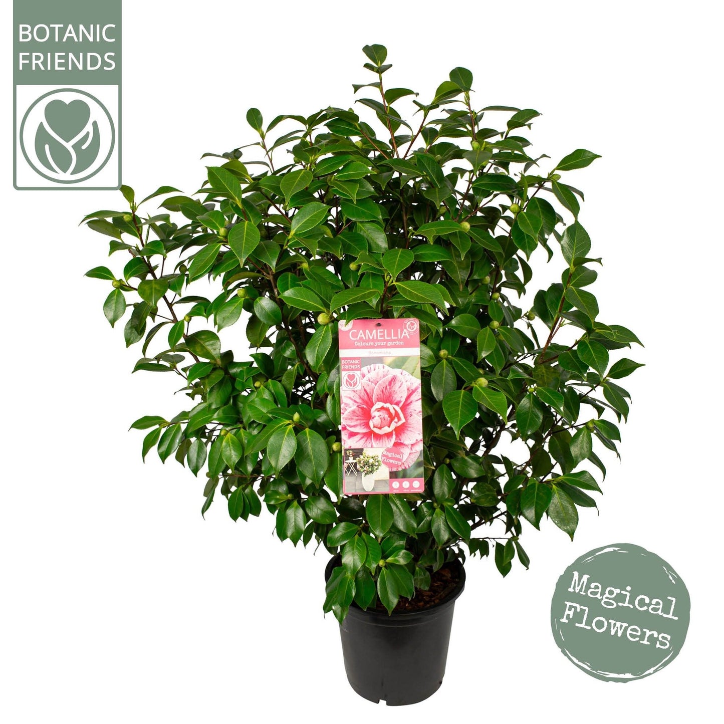Camellia jap. Bonomiana 10ltr - 125cm-Easy Garden Centre