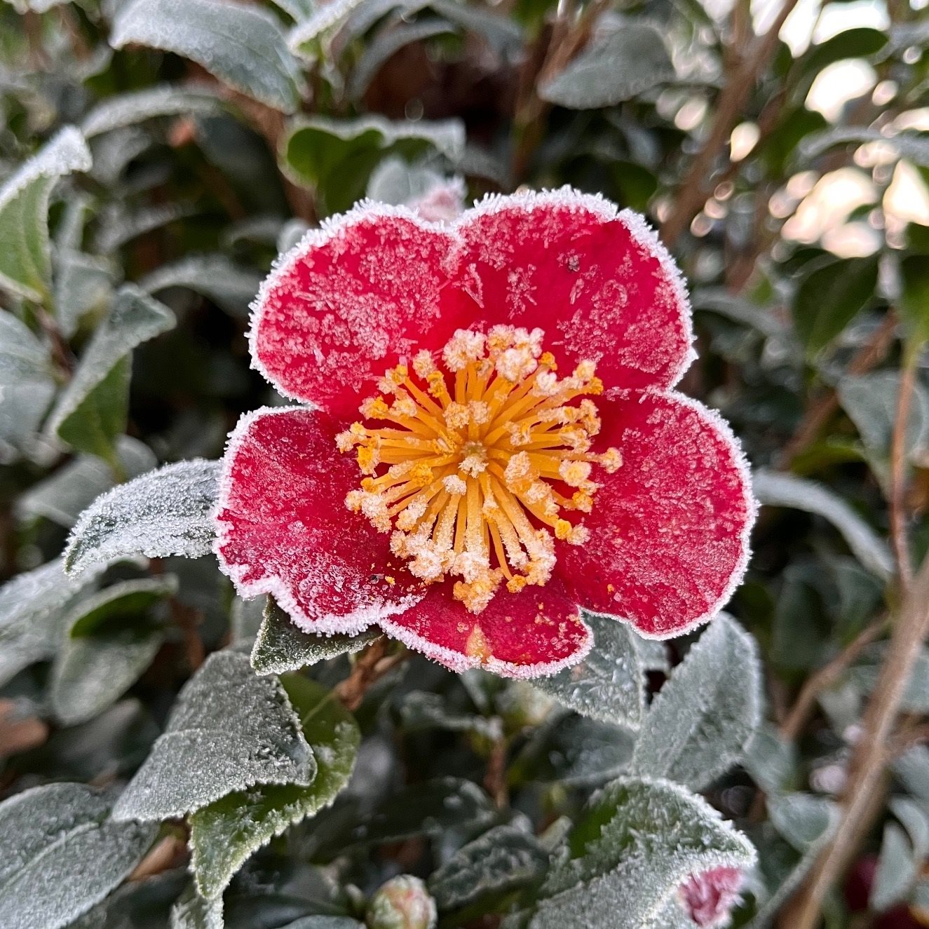 Camellia sas. MIX 2ltr-Easy Garden Centre