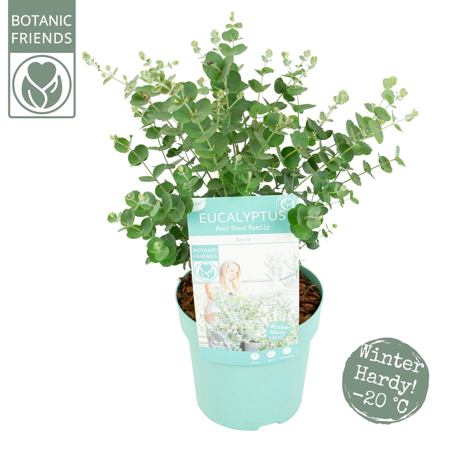 Eucalyptus websteriana MIX 2ltr