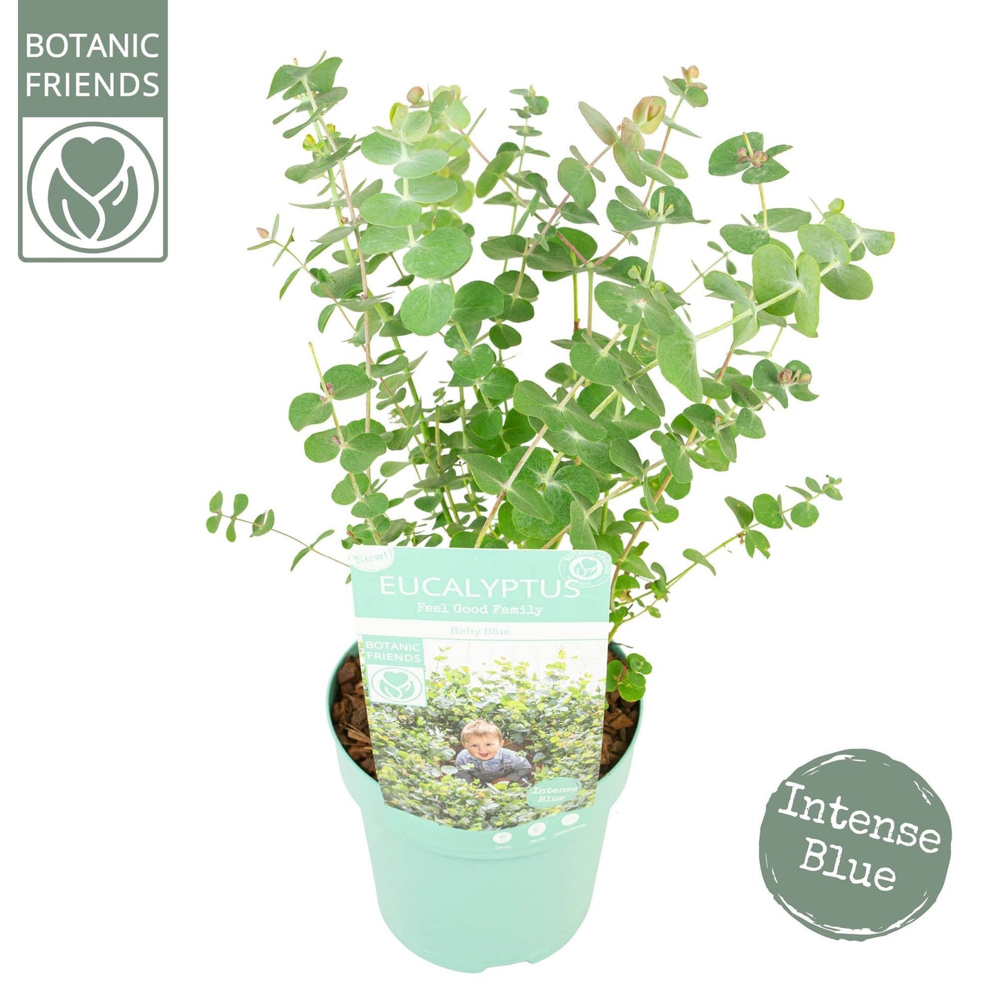 Eucalyptus websteriana MIX 2ltr