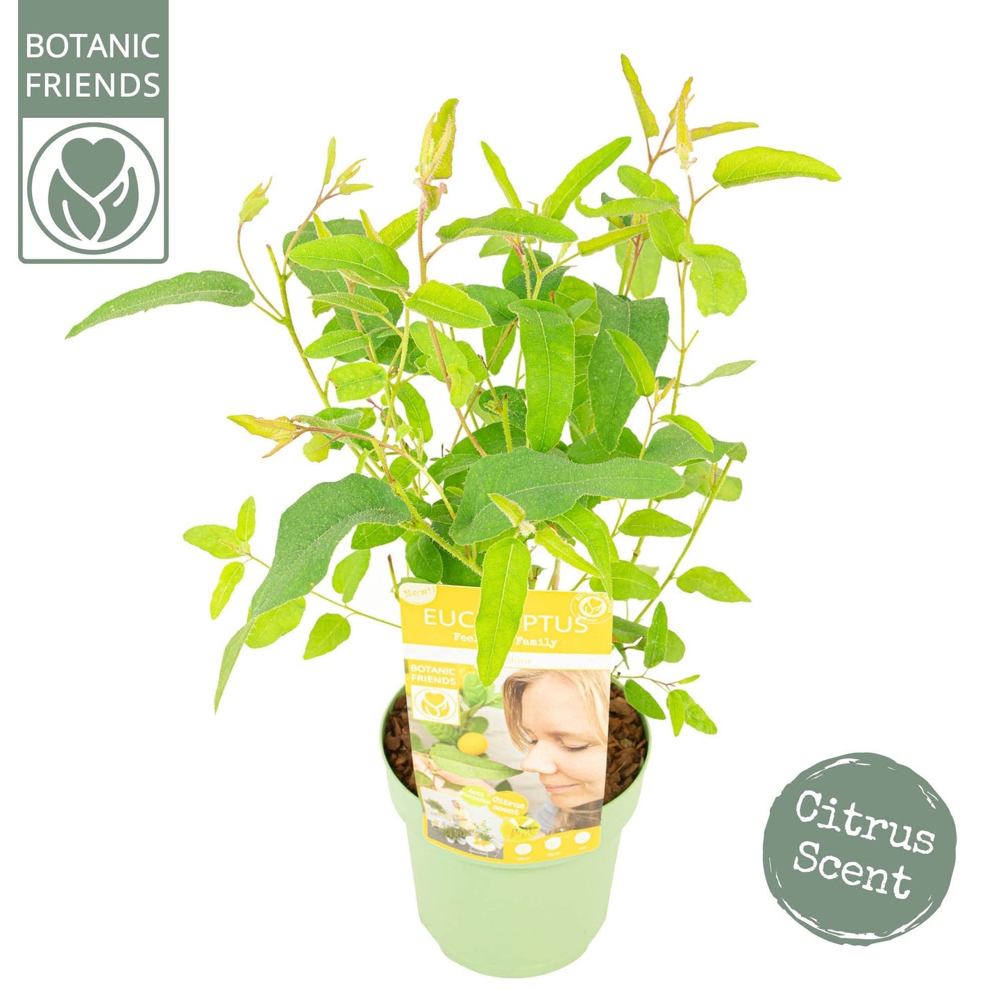 Eucalyptus websteriana MIX 2ltr