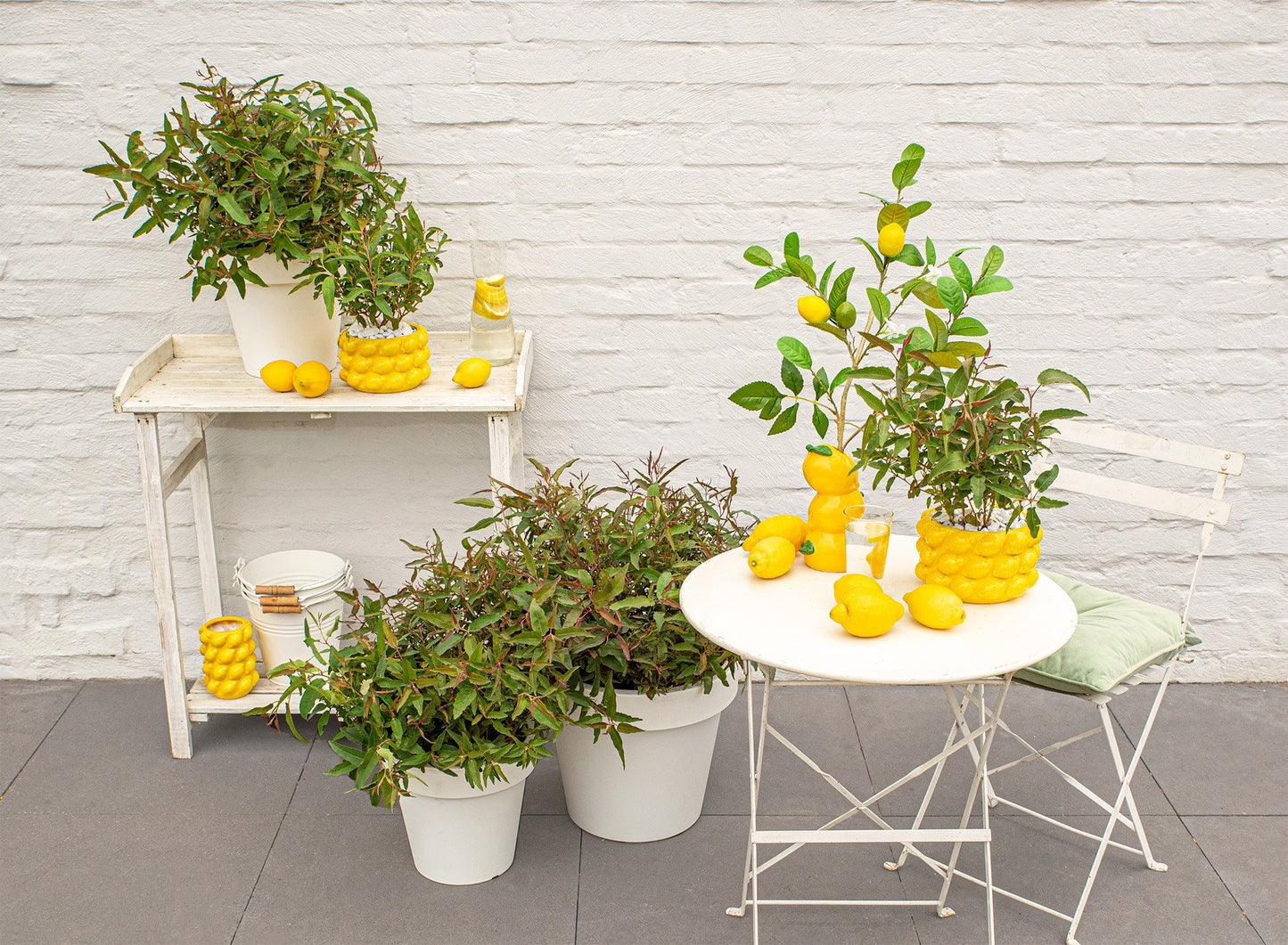 Eucalyptus websteriana MIX 2ltr