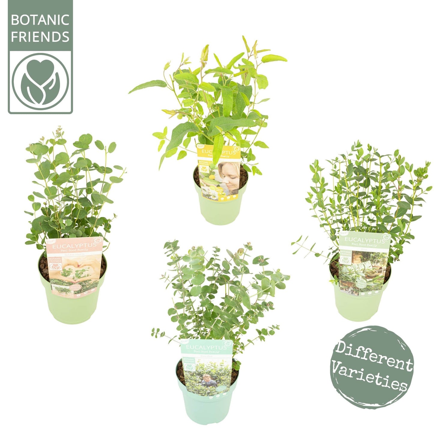 Eucalyptus websteriana MIX 2ltr