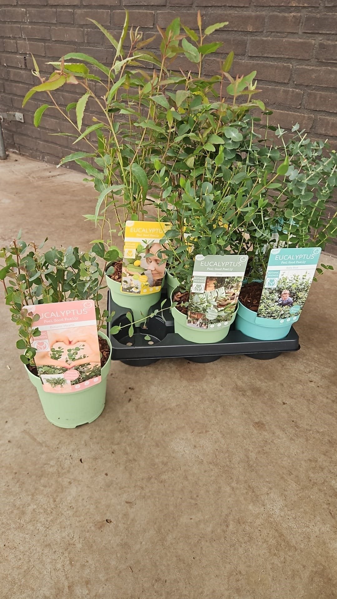 Eucalyptus websteriana MIX 2ltr