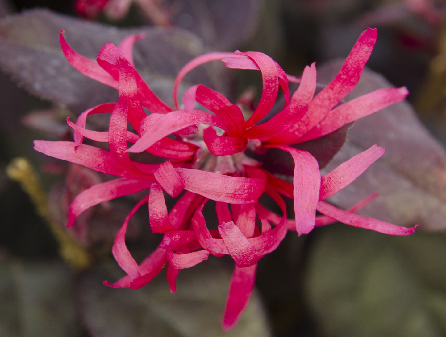 Loropetalum chin. Fire Dance 2ltr-Easy Garden Centre