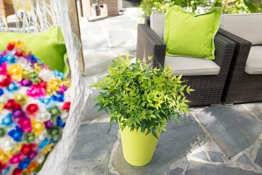 Nandina dom. Magical Lemon and Lime 3ltr