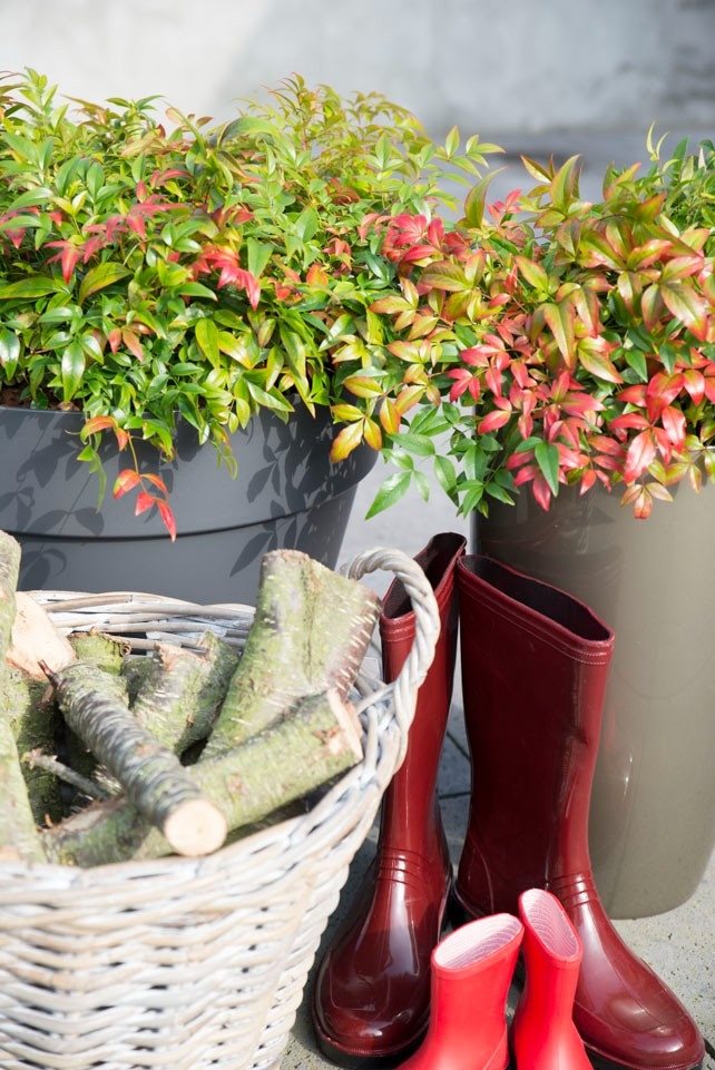 Nandina dom. Obsessed 3ltr-Easy Garden Centre
