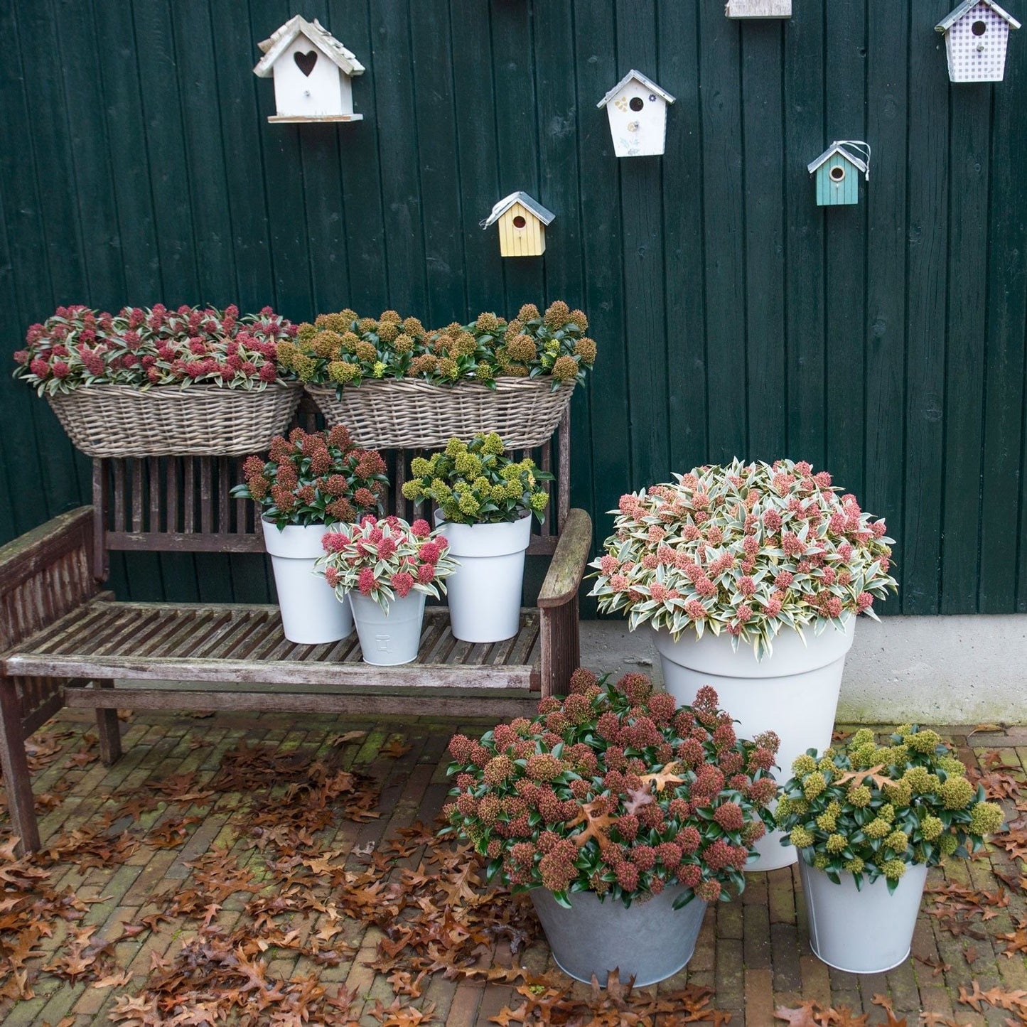 Skimmia jap. Mix 13cm-Easy Garden Centre