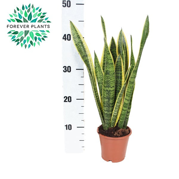 Sansevieria trif. 'Laurentii'³ / P12-Easy Garden Centre
