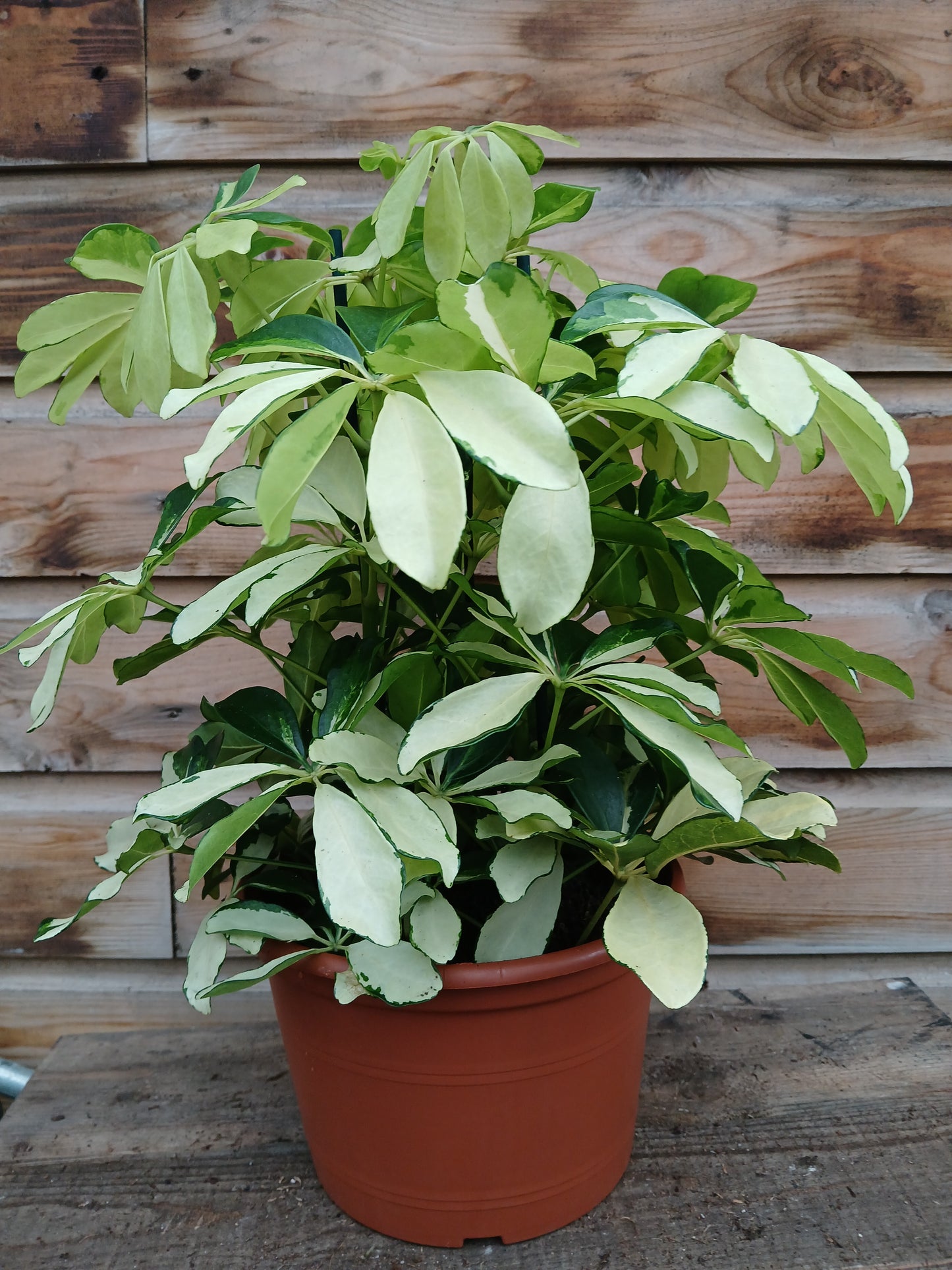 Schefflera mix / P21-Easy Garden Centre