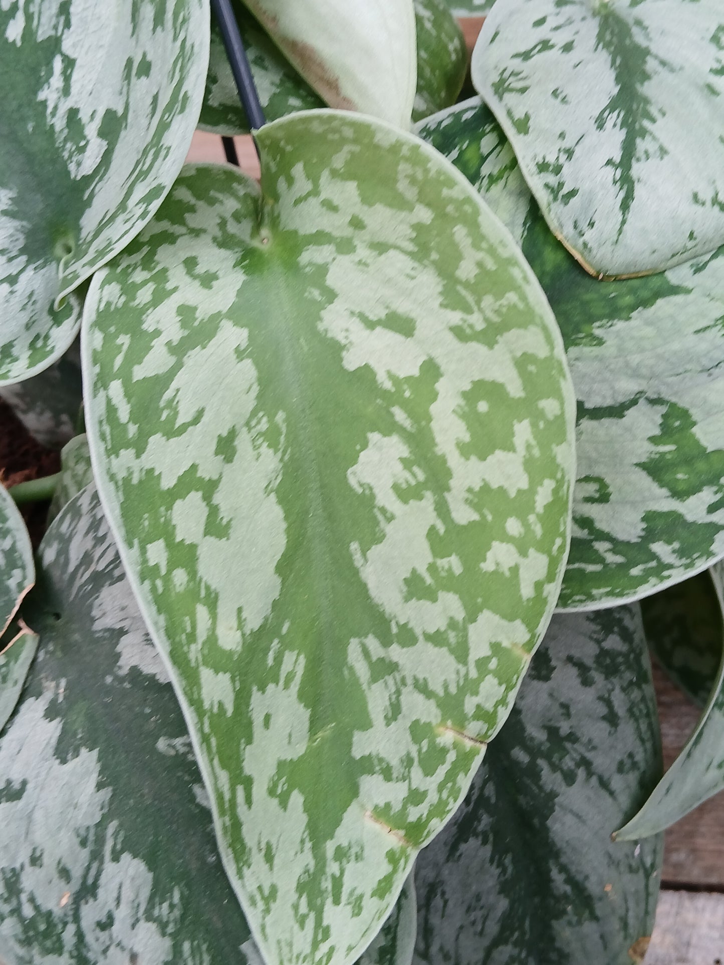 Scindapsus pictus 'Trebie' / P15, hanging pot-Easy Garden Centre