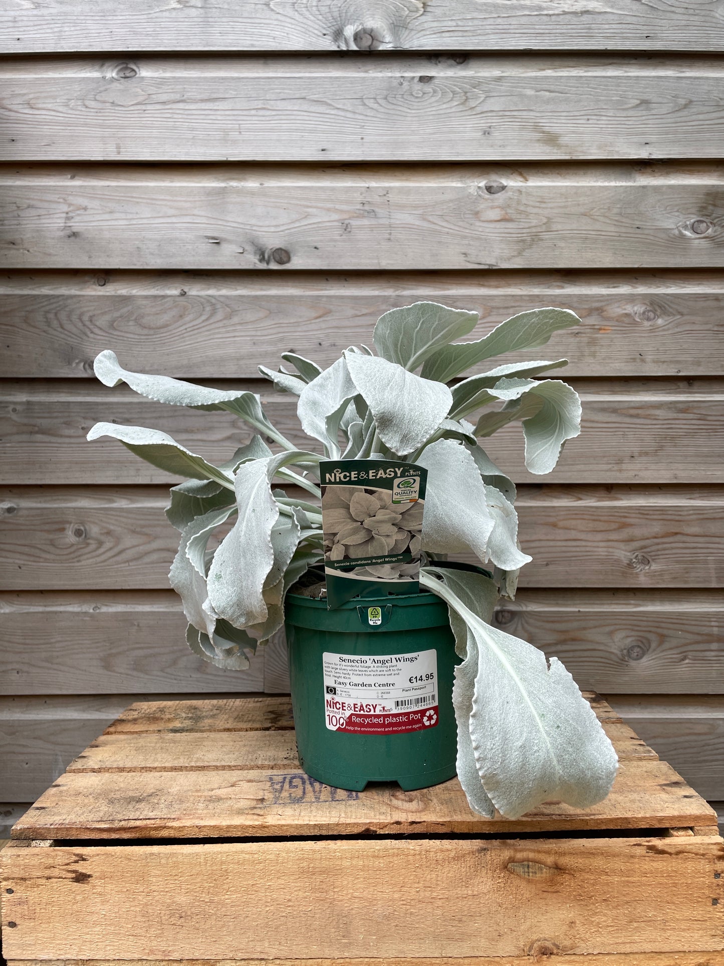 Senecio 'Angel Wings' / 3L-Easy Garden Centre