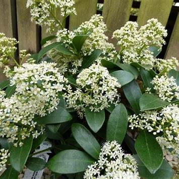 Skimmia jap. Finchy / P23 (5 Ltr) / 40/FLOWER