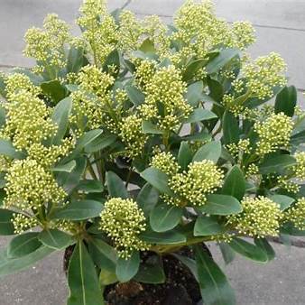 Skimmia jap. Finchy / P23 (5 Ltr) / 40/FLOWER