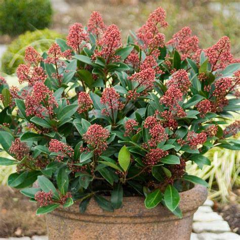 Skimmia jap. Rubella / P32 (15 Ltr) / 80+ flowers