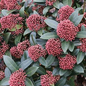 Skimmia j. 'Rubella' / 1,5L/P13cm