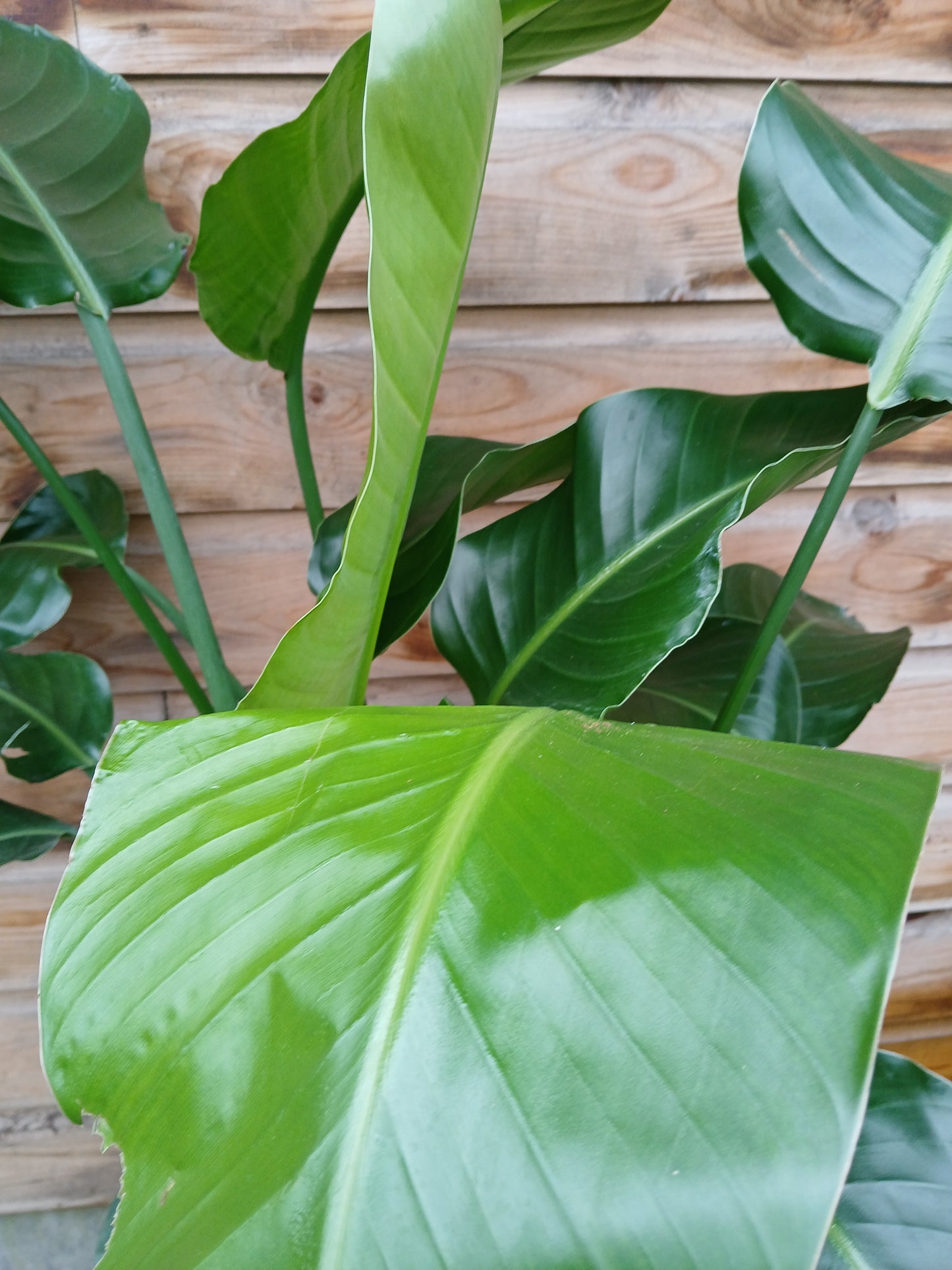 Strelitzia nicolai / P21 / 100 CM-Easy Garden Centre