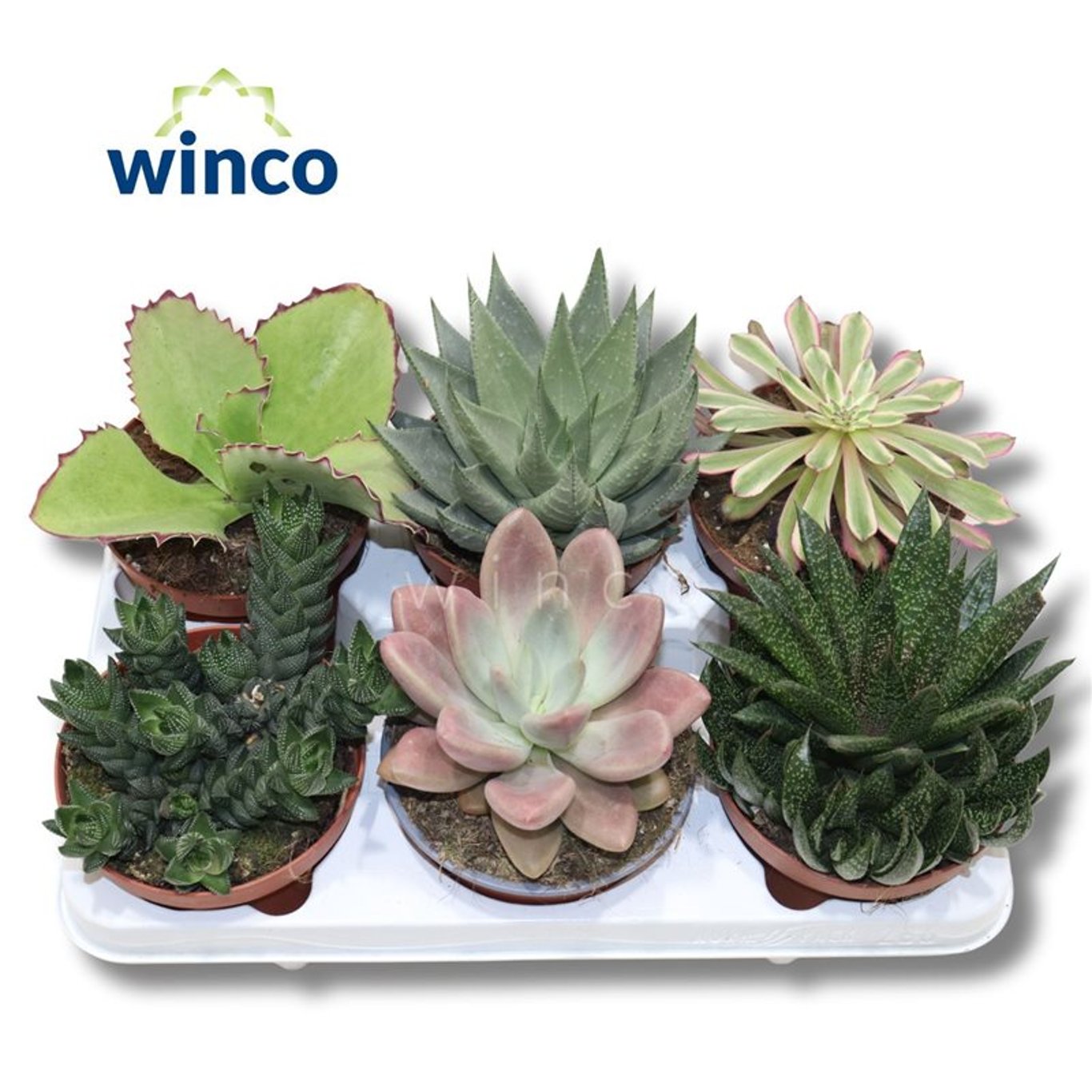 Succulent mix / P8.5-Easy Garden Centre