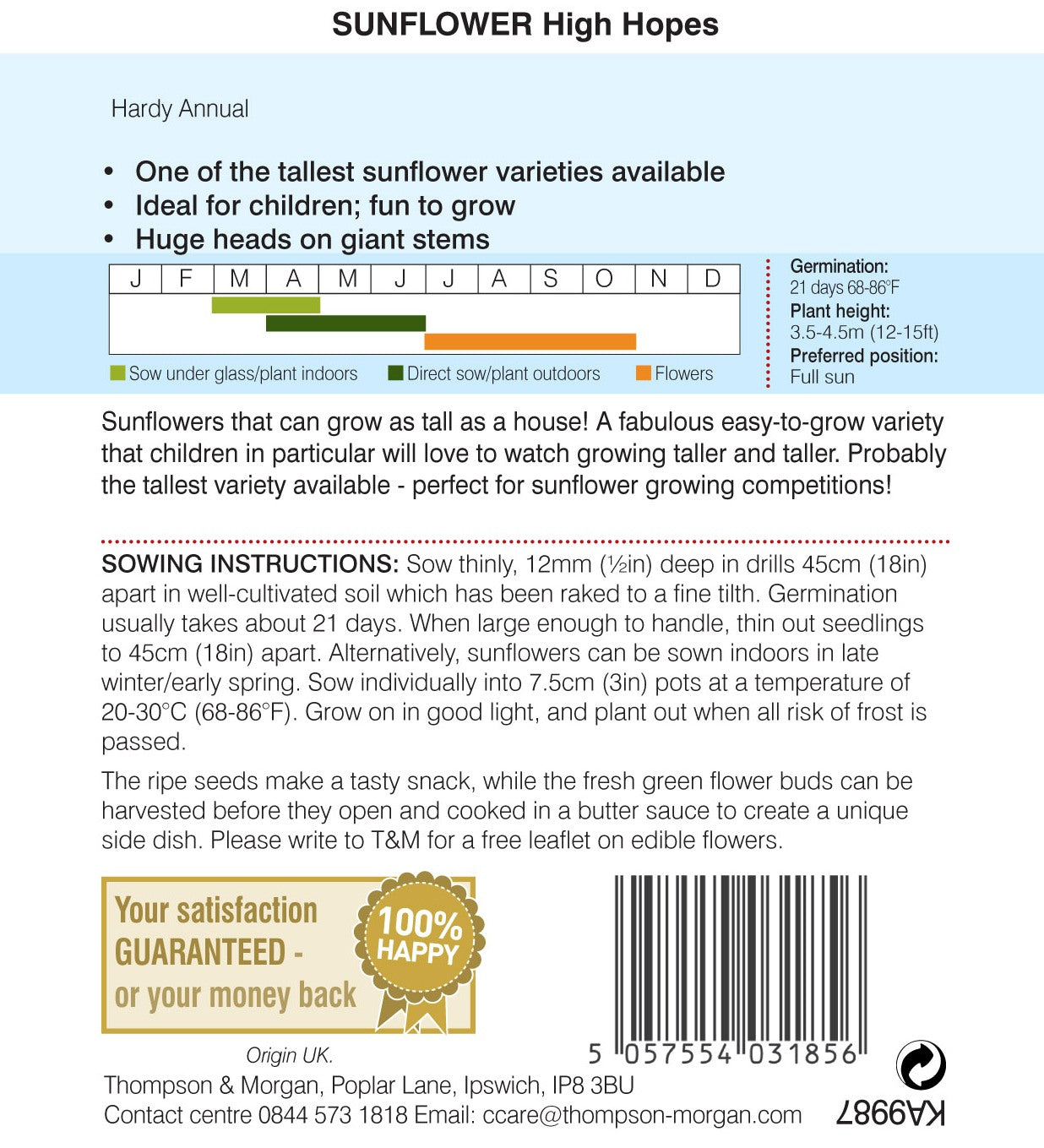 Sunflower High Hopes