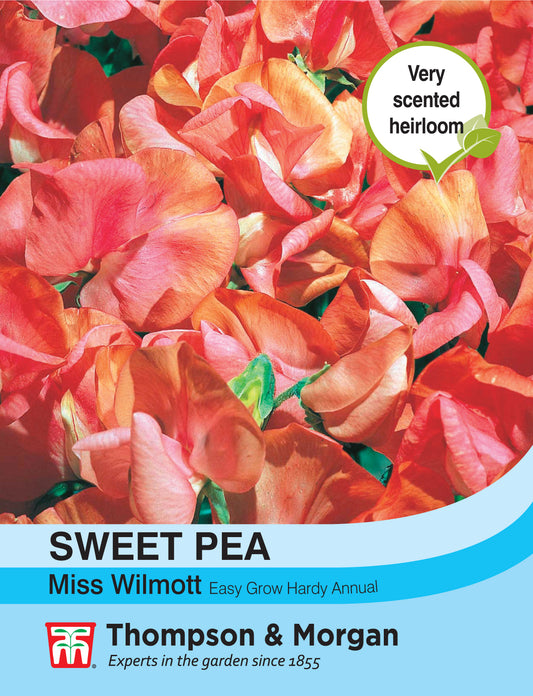 Sweet Pea Miss Willmott