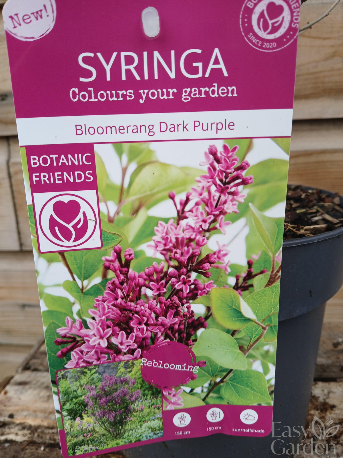 Syringa Bloomerang® 'Dark Purple' (PBR) / 3Ltr-Easy Garden Centre