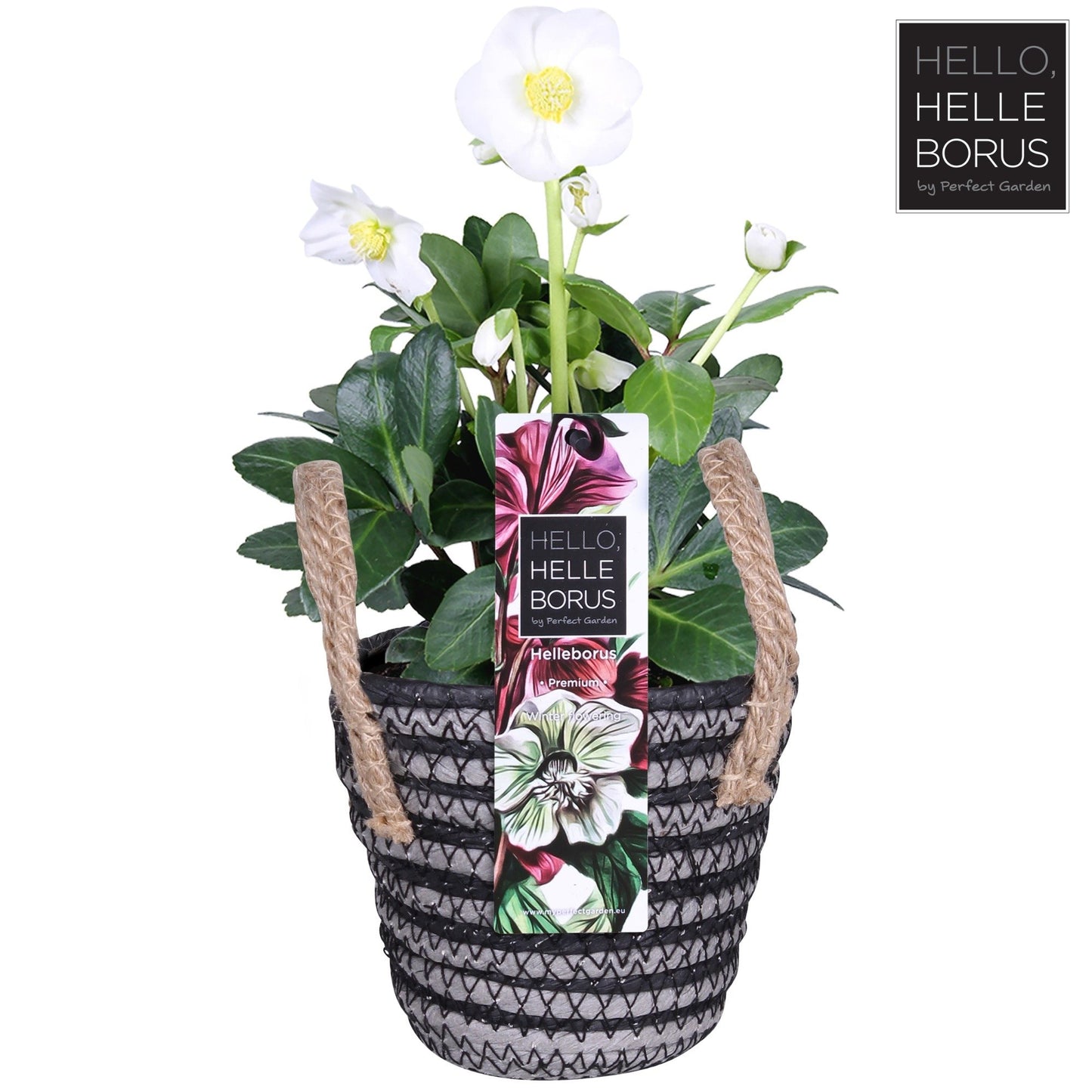 helleborus niger 'Christmas Carol' p12 (handle basket series)-Easy Garden Centre