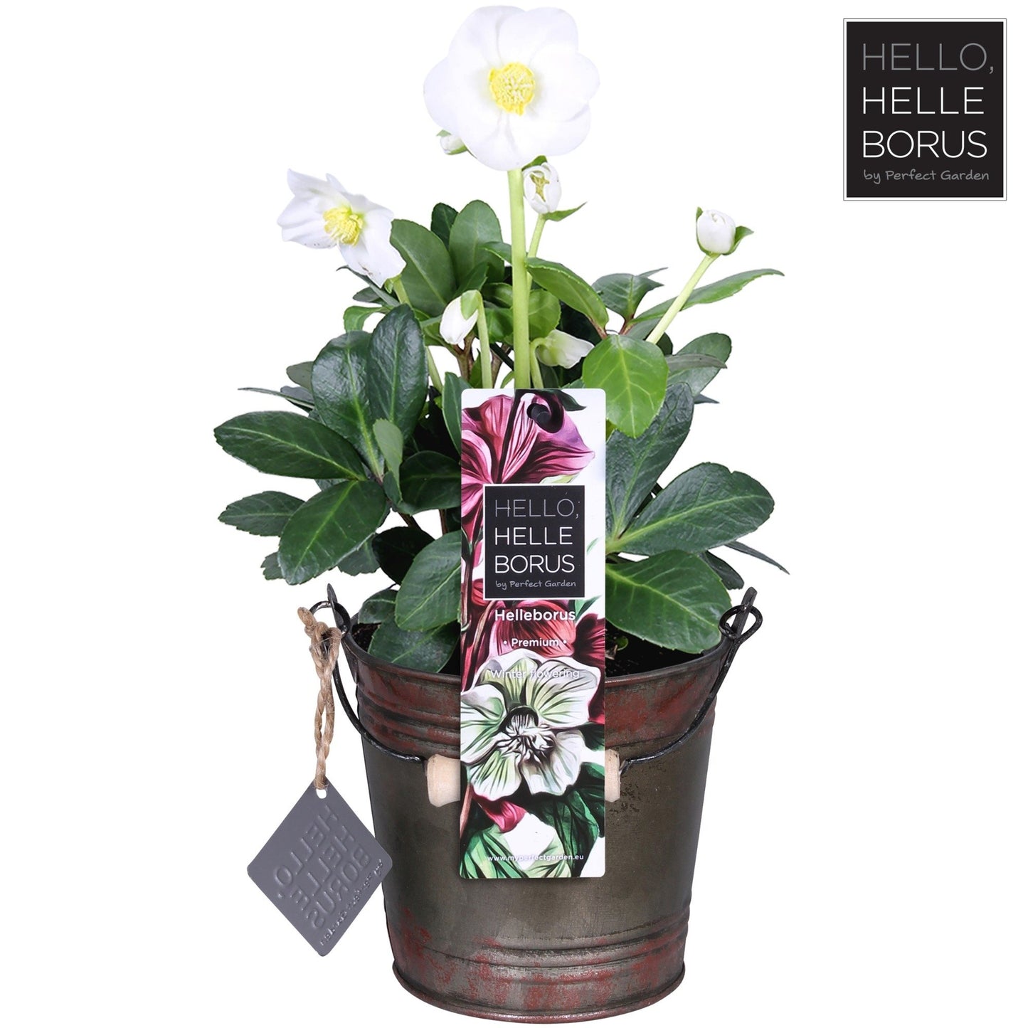 helleborus niger 'Christmas Carol' p12 (Winter bucket)