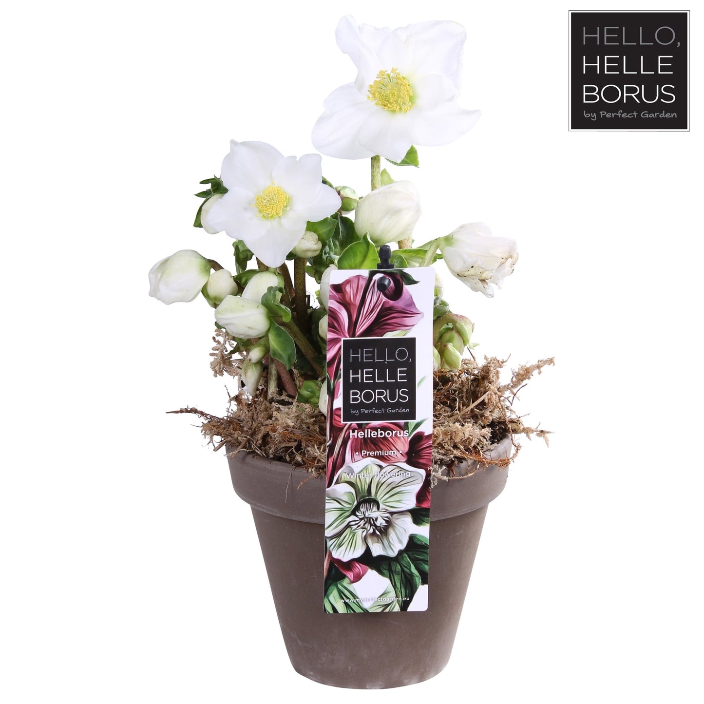 helleborus niger 'Christmas Carol' p12 (Basalt series)-Easy Garden Centre