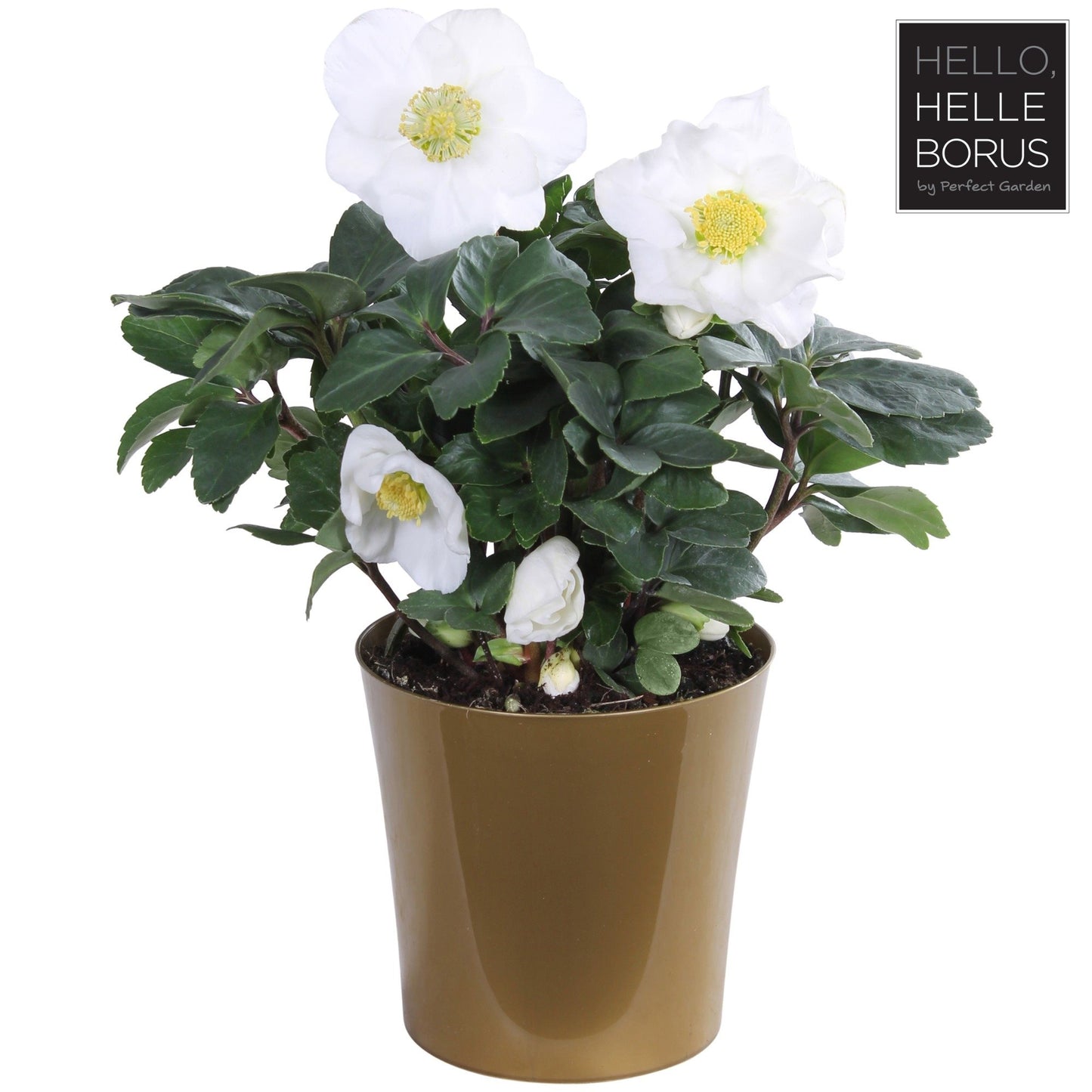 helleborus niger 'Christmas Carol' p12 (Golden pot L-sortering)-Easy Garden Centre
