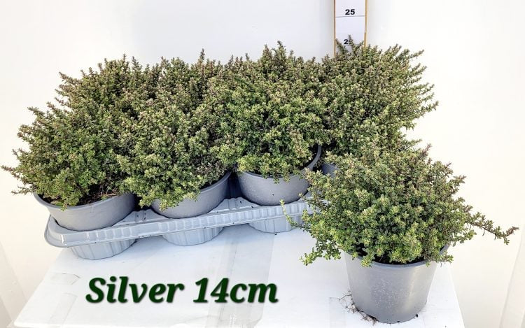 Thymus citriod. 'Silver Queen' / P14-Easy Garden Centre