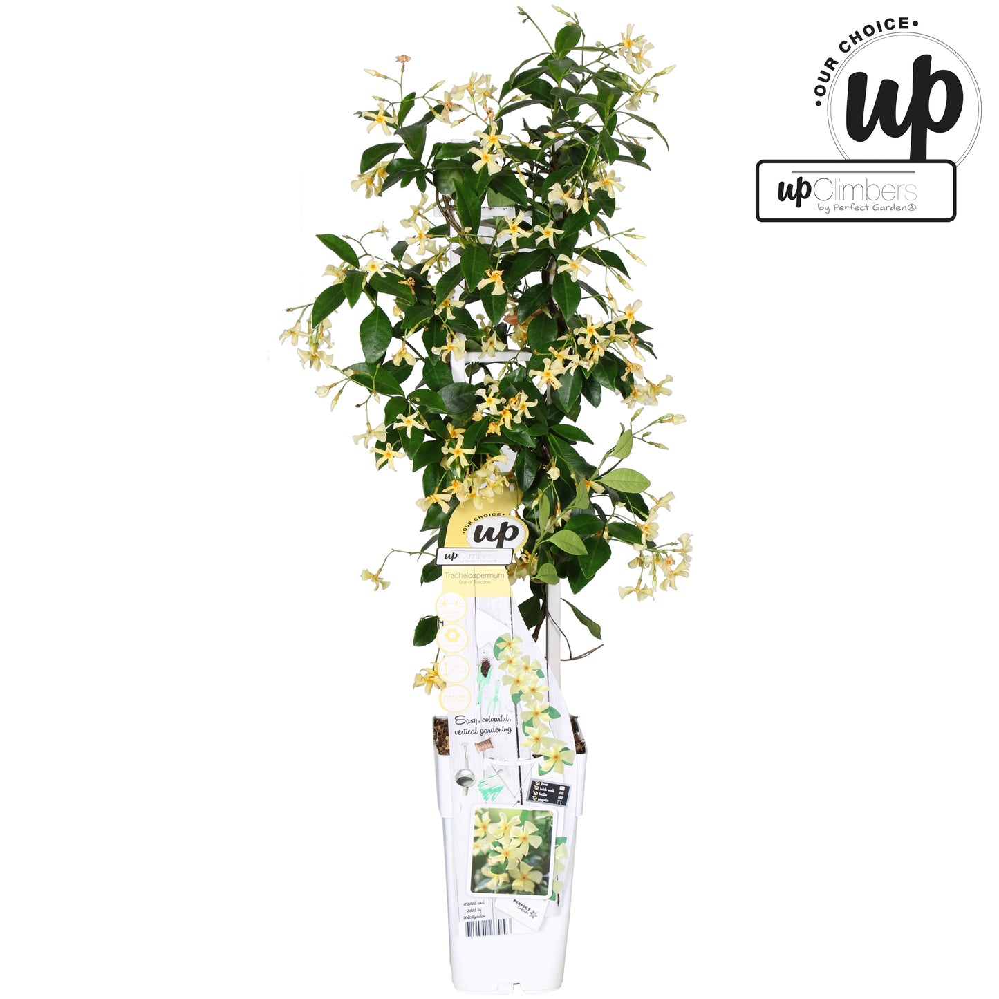Trachelospermum Star of Toscana (Star Jasmine) / 1.5ltr 65cm-Easy Garden Centre