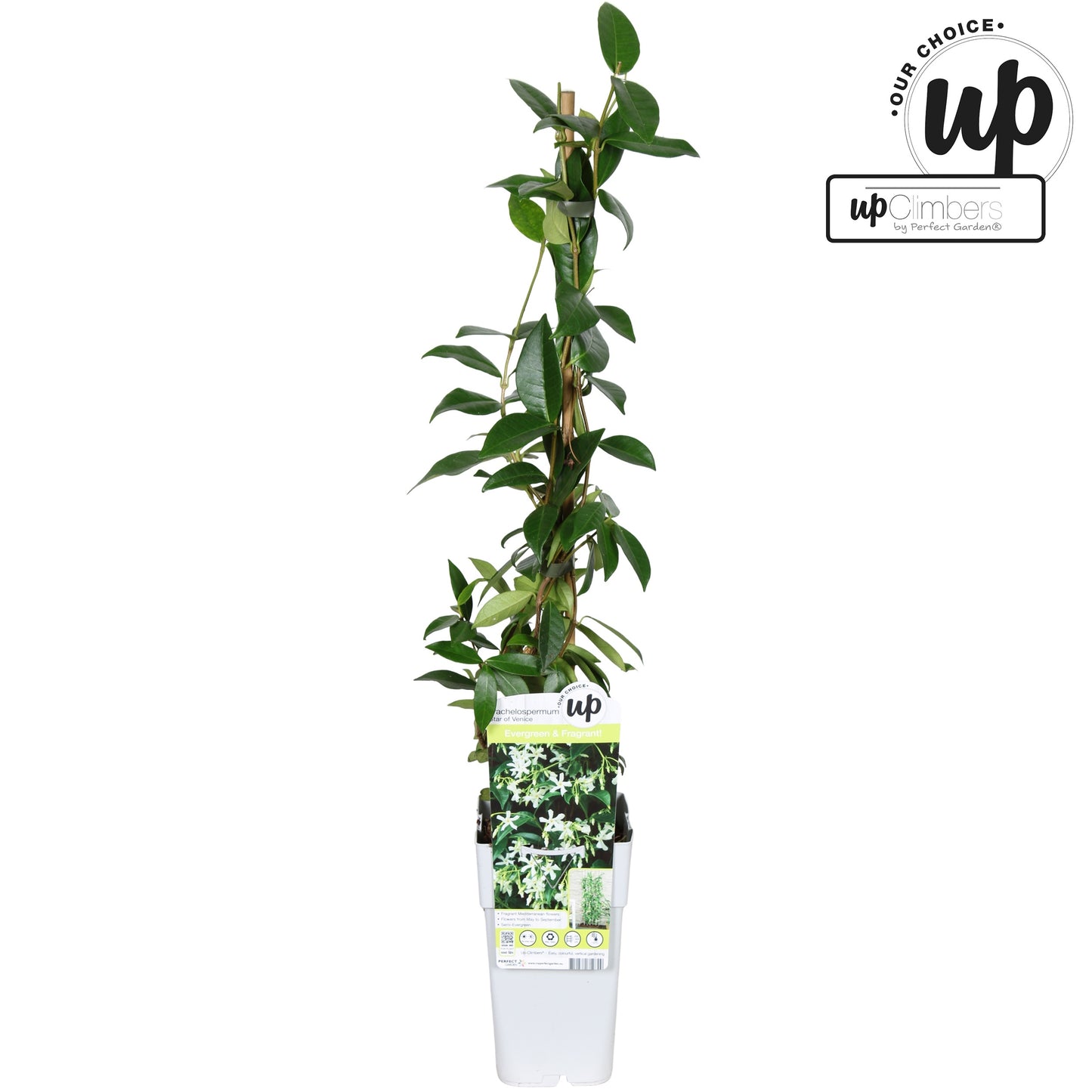 Trachelospermum Star of Venice (Star Jasmine) / 1.5ltr 65cm-Easy Garden Centre