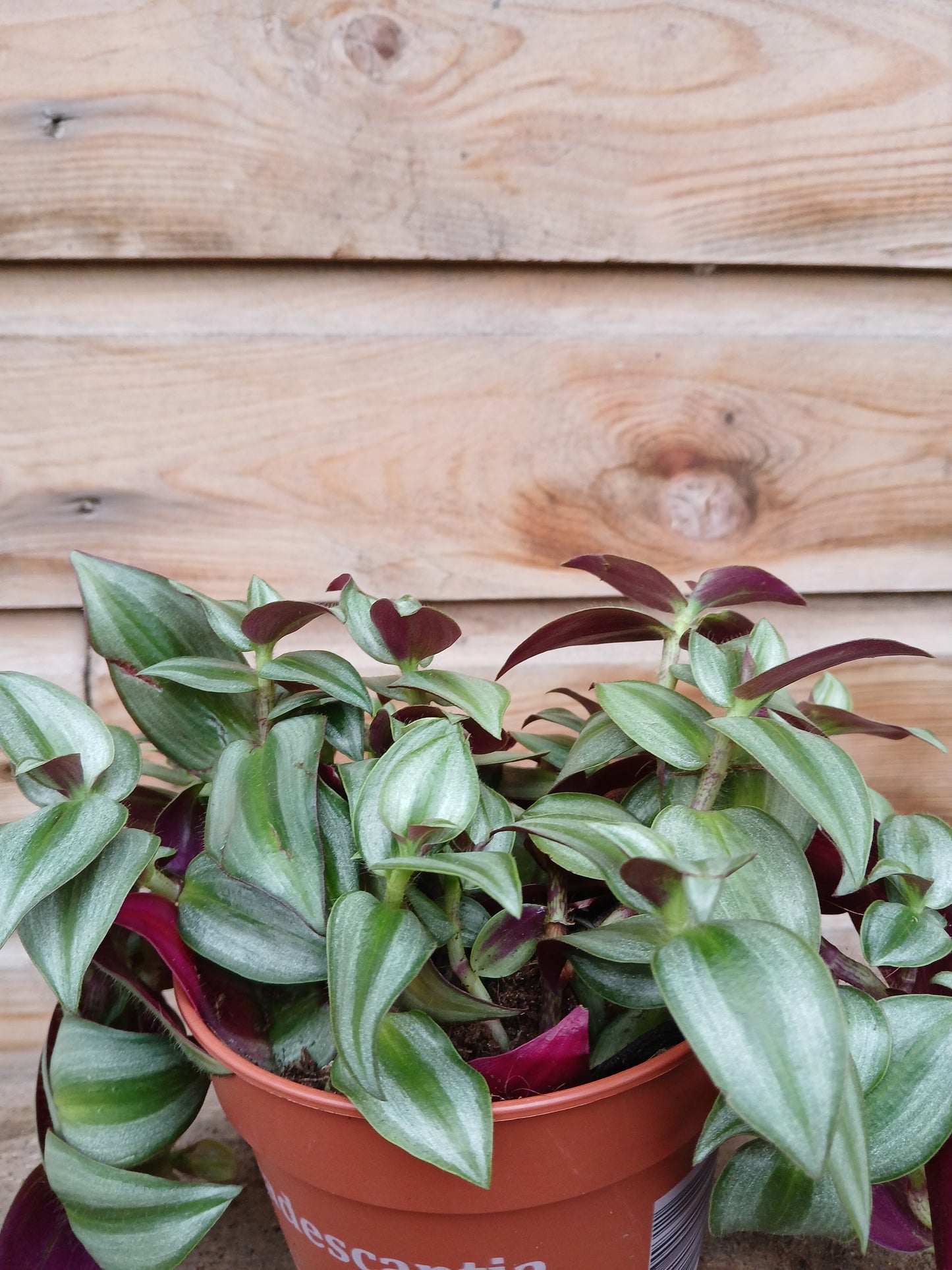 Tradescantia mix / P12-Easy Garden Centre