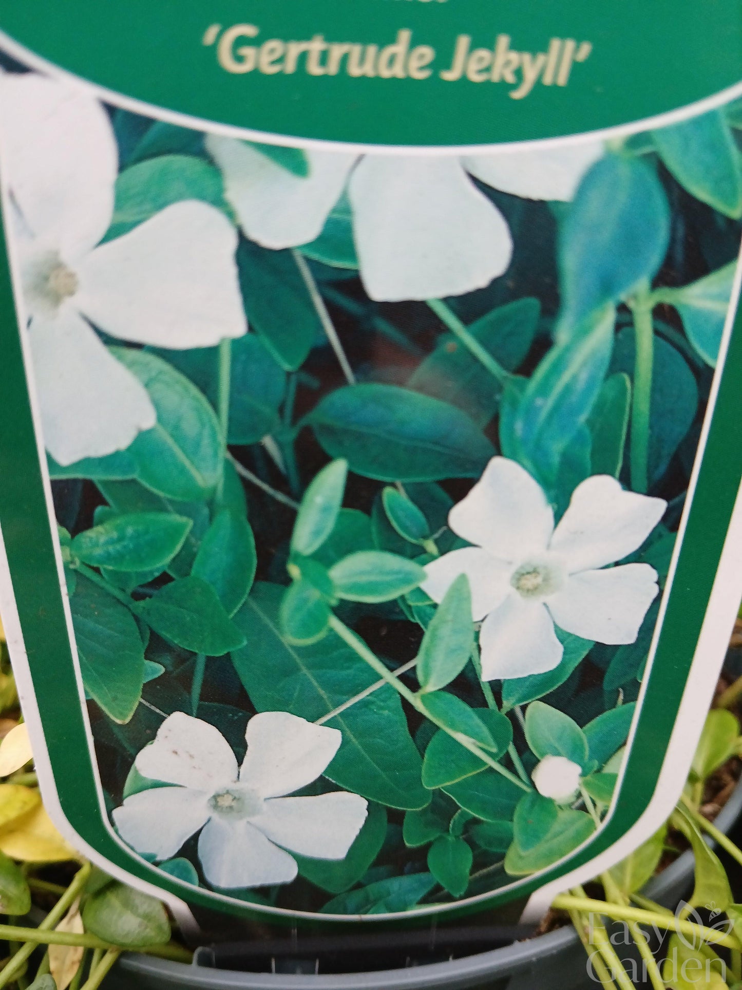 Vinca Minor Mix / V2 15cm-Easy Garden Centre