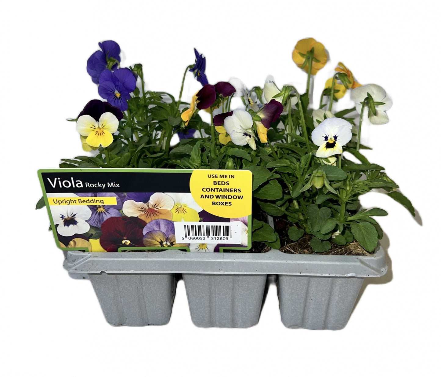 Bedding 6pk-Easy Garden Centre