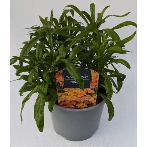 Wallflower Orange 3 Ltr-Easy Garden Centre