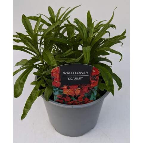 Wallflower Scarlet 3 Ltr-Easy Garden Centre