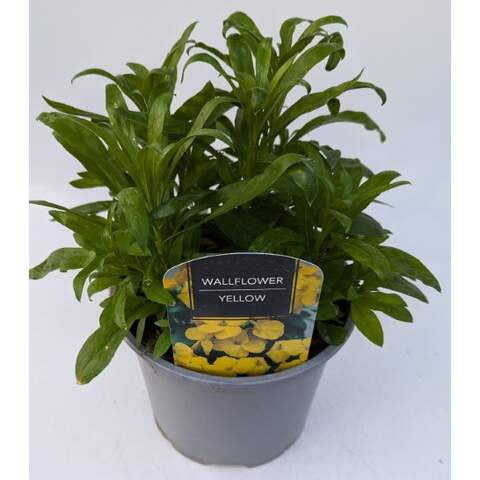 Wallflower Yellow 3 Ltr-Easy Garden Centre