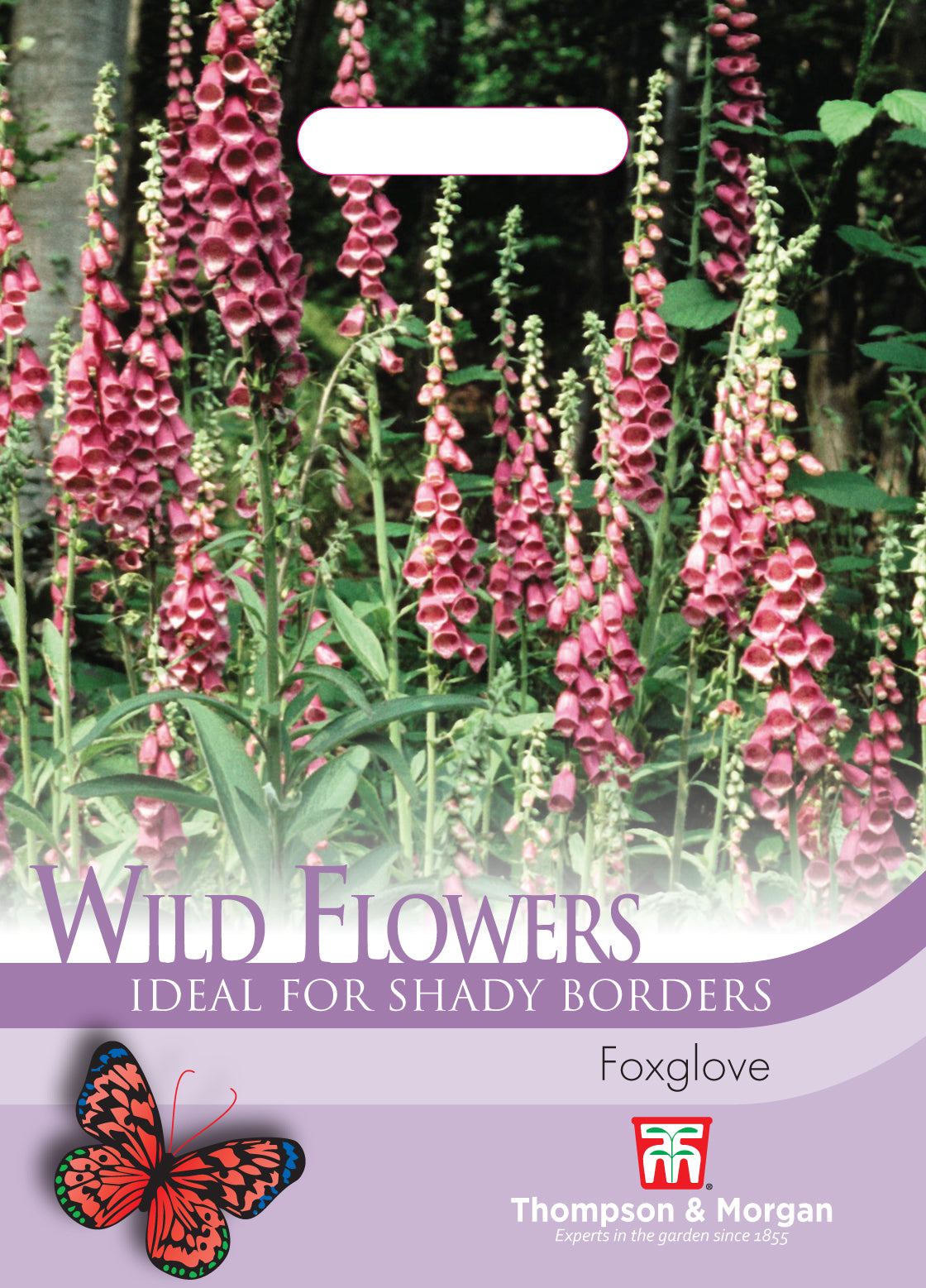 Wild Flower Foxglove