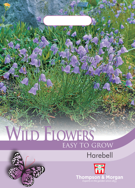 Wild Flower Harebell