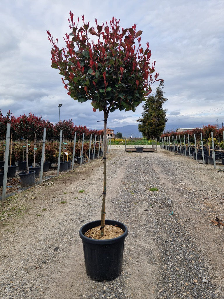 Photinia fras. Little Red Robin Nana / C18 - 1/2 std 40/50 head-Easy Garden Centre