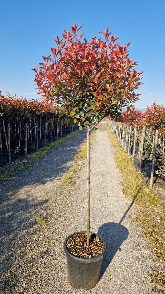 Photinia fras. Carre Rouge / C18 - 1/2 std 40/50 head-Easy Garden Centre
