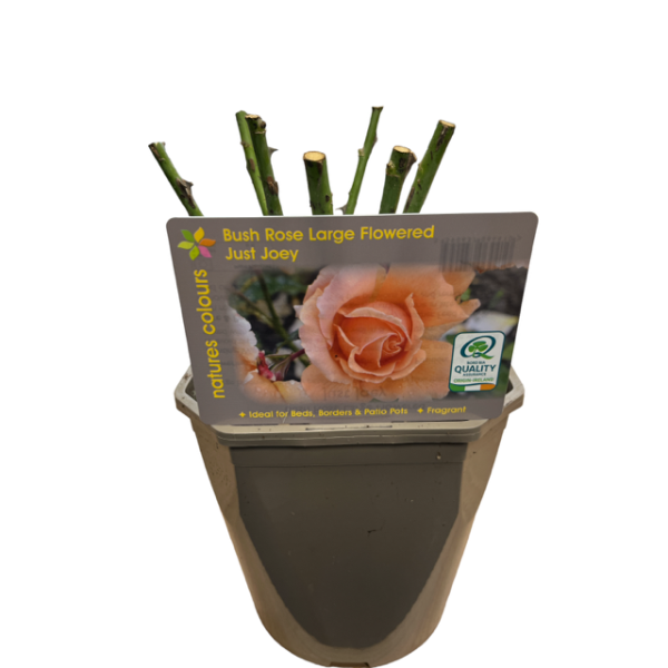 Rosa Just Joey / 4.5 Ltr / Hybrid Tea-Easy Garden Centre