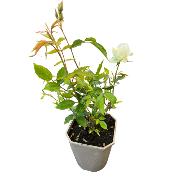 Rosa Iceberg / 4.5 Ltr / Floribunda-Easy Garden Centre