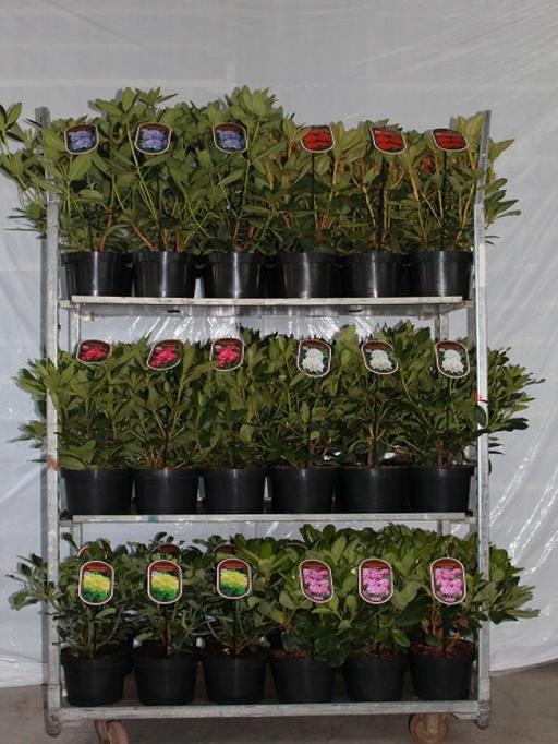 Rhododendron hybrids mix 5ltr-Easy Garden Centre
