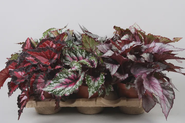 Begonia Beleaf mix / P13-Easy Garden Centre