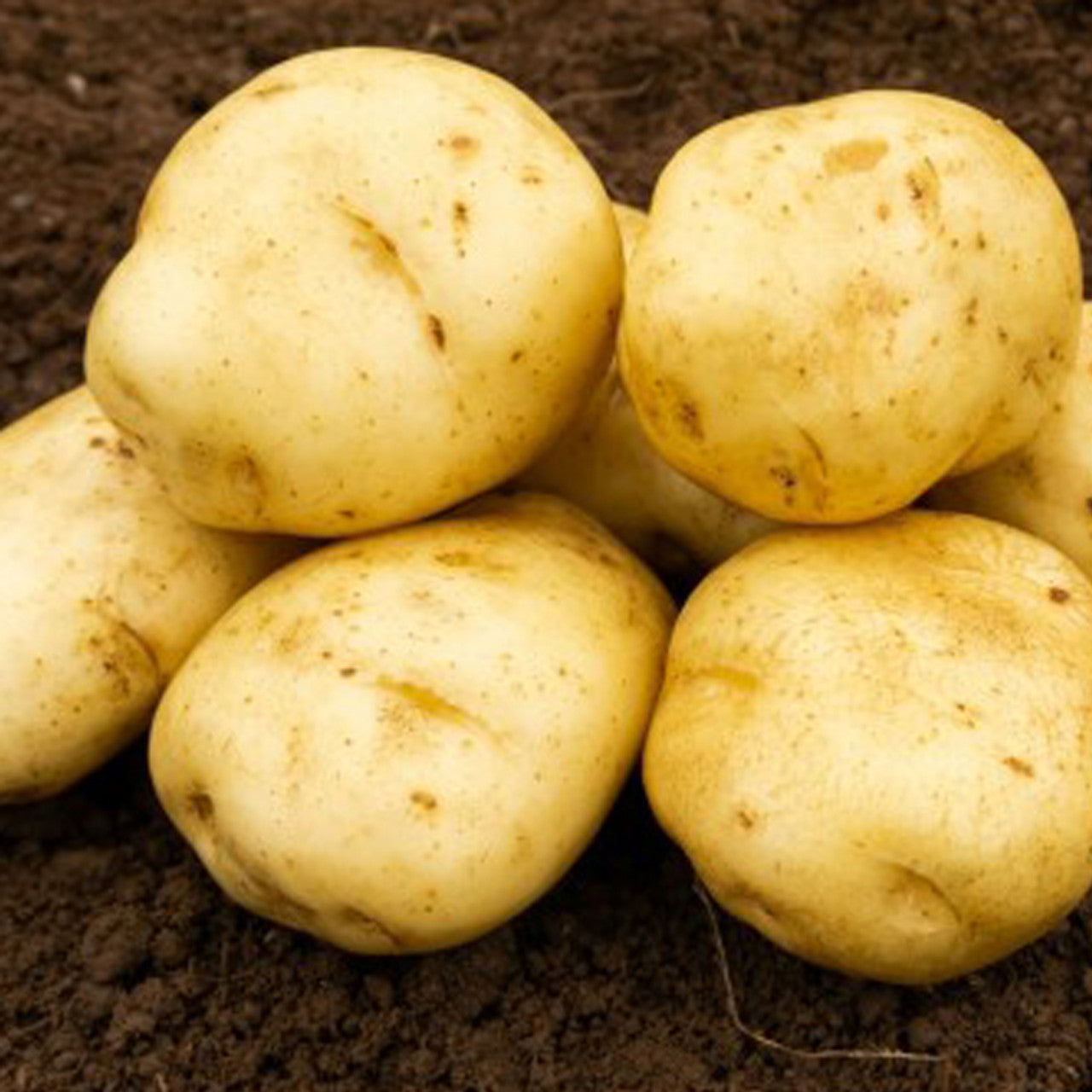 British Queens Sec Early 2Kg-Easy Garden Centre