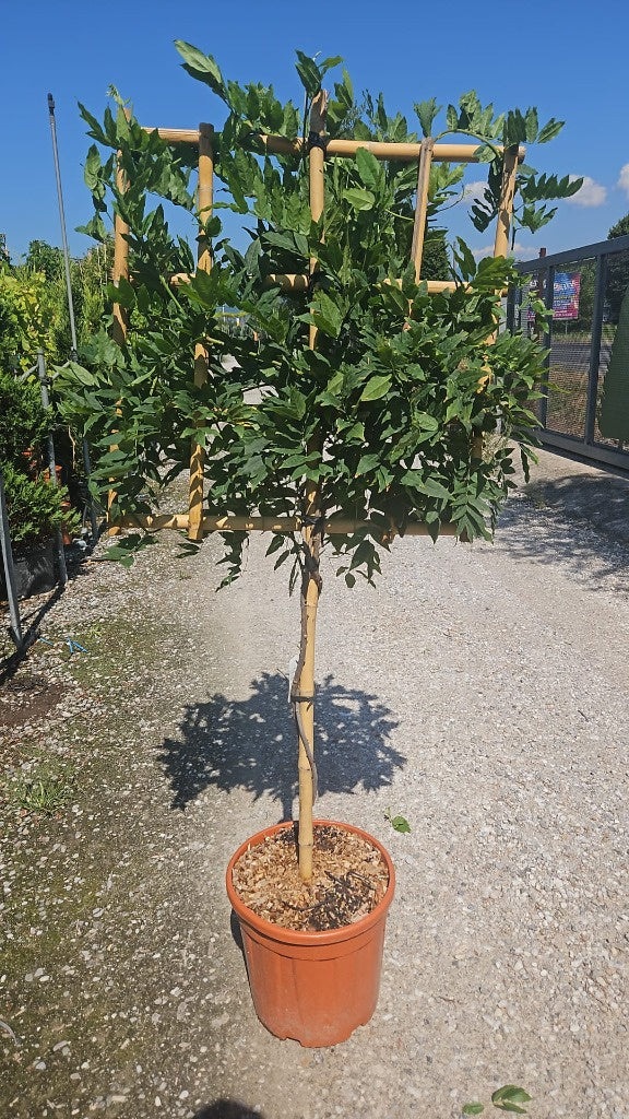 Wisteria in varieties / C25 - 1/2 STD + 70x70 spalier-Easy Garden Centre