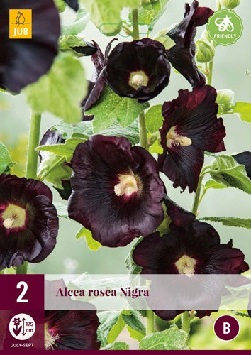 2 ALCEA ROSEA NIGRA-Easy Garden Centre